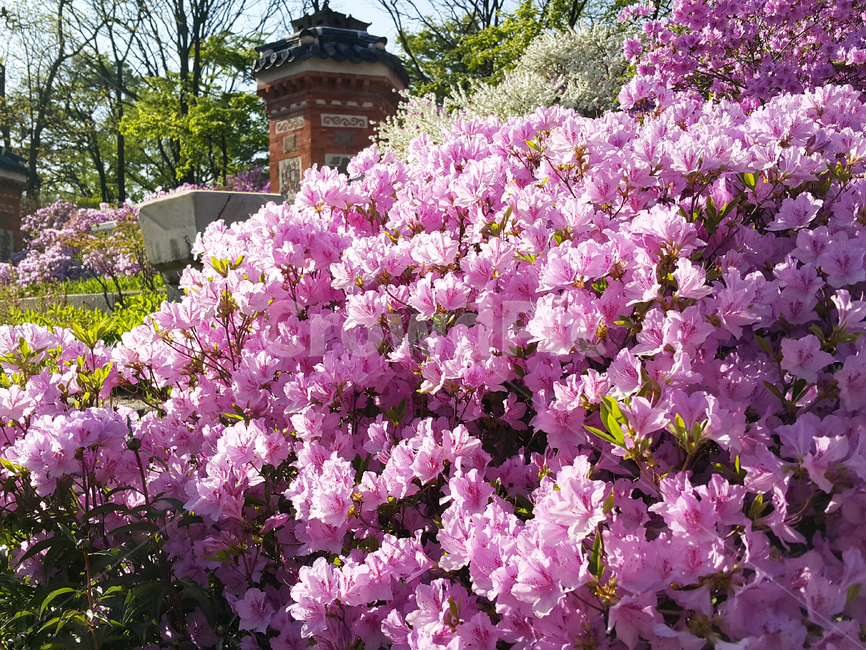 철쭉,봄,꽃,정원,풍경,진달래,식물,자연,plants,nature,꽃,flower
