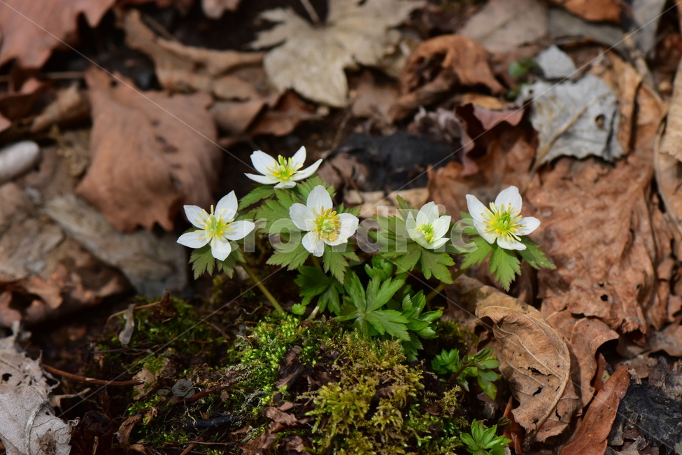 모데미풀,야생화,봄,꽃,풀꽃,자연,식물,식생,plants,nature,spring,season,flower