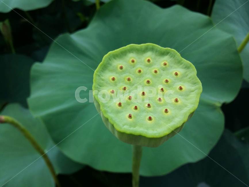자연,힐링,휴식,씨앗,씨,연꽃,nature,꽃,flower,계절,연,초록색,연씨,green,plant,식물,꽃구경