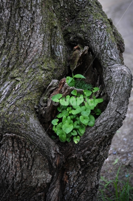 고목나무,나무,나무속에생명,식물,생명,식물,자연,plants,nature