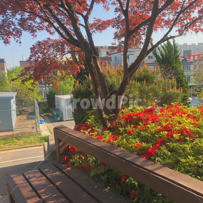 꽃,빨강,빨간색,의자,그림자