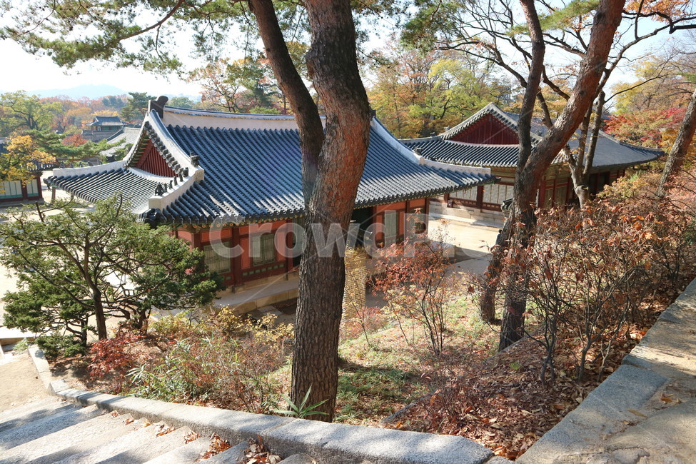 창경궁,가을,나무,풍경,전통,가을,계절,fall,autumn,season,한국전통,한국문화,korean traditional,korean culture,건축물,건물외관,exterior,building,structure,architecture,construction