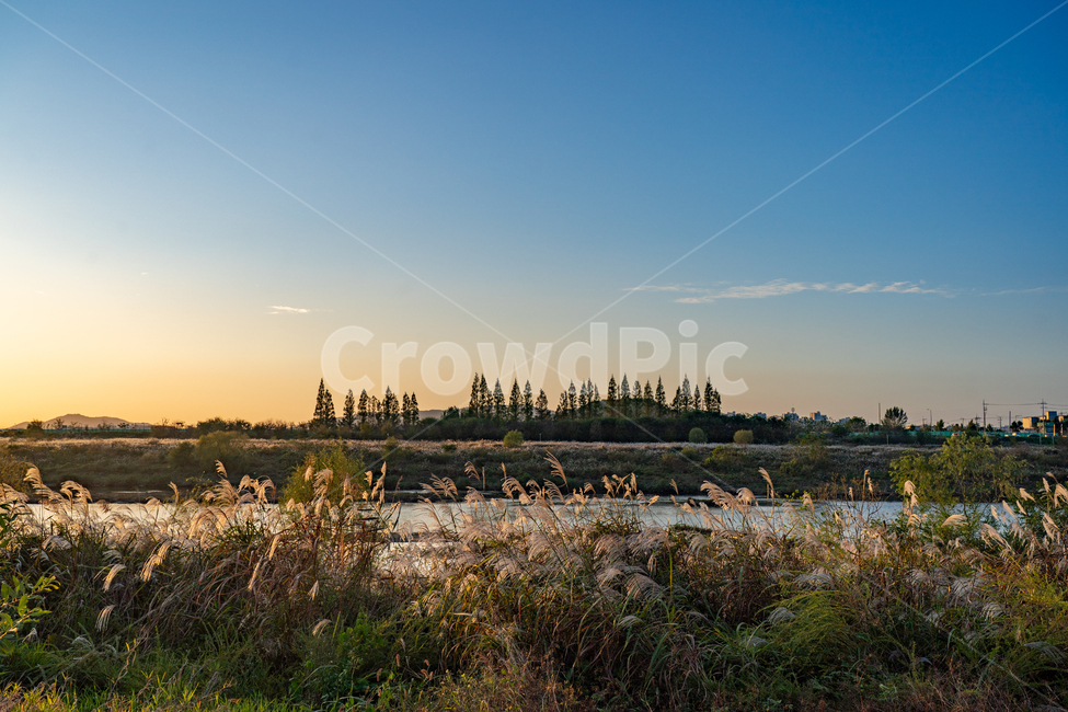 억새,flamegrass,silvergrass,일몰,sunset,sundown,식물,빛,light,자연,자연,풍경,nature,landscape,식물,plants