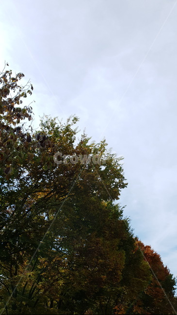 도로,나무,단풍,가을,산림,숲속,가을하늘,식물,자연,plants,nature,나무,trees,wood