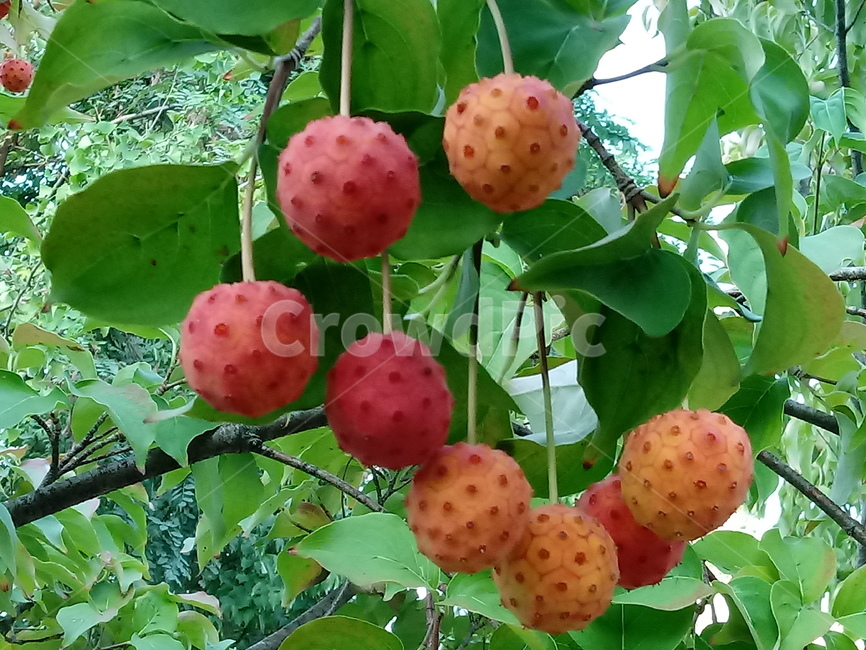 산딸나무,식물,열매,plant,들매나무,미영꽃나무,四照花,kousadogwood,준딸나무,소리딸나무,애기산딸나무,굳은산딸나무,과일,열매,fruit