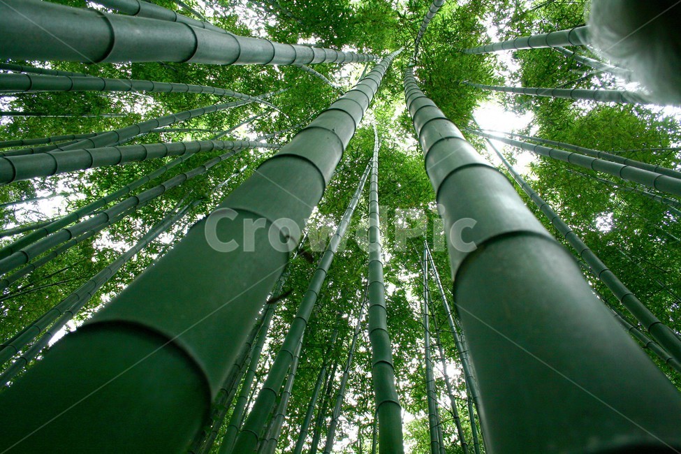 For craftsmanship,bamboo forest,Korean landscape,Kings Day,Poaceae,windbreak bamboo forest,ornamental,Bamboo subfamily,bamboo,Kings Son,natural scenery,evergreen plant,king bamboo