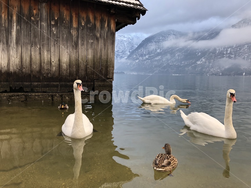 백조,동물,오리,강,유럽,오스트리아,animal,새