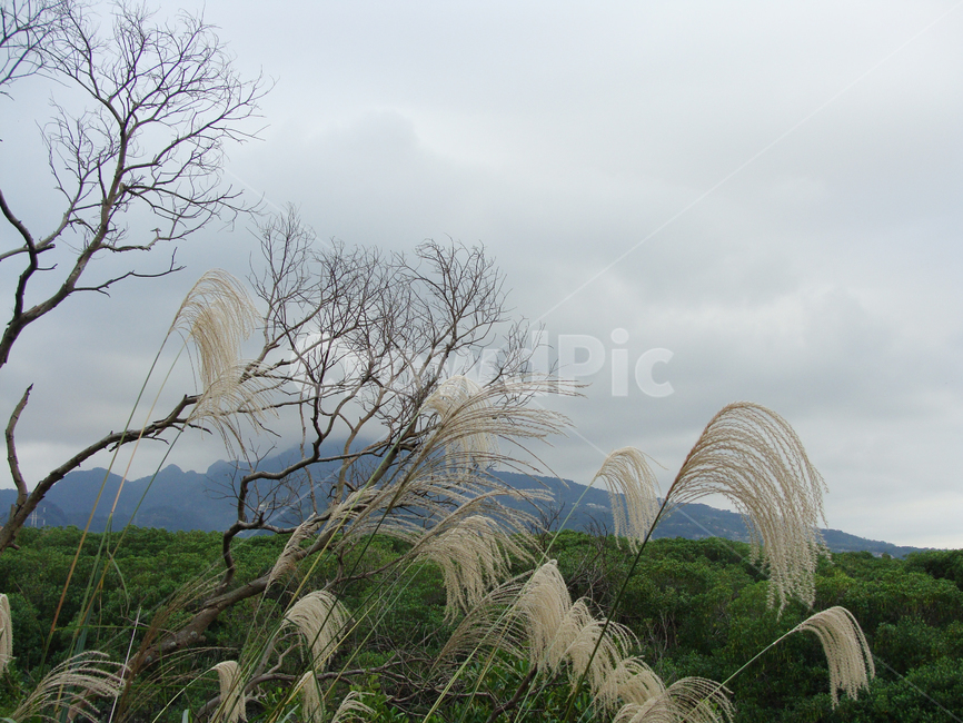 맹그로브,억새,가을,맹그로브숲,갈대,plant,식물,grass,lawn,beautiful,sky,landscape,scenery,silvergrass,forest,background,풍경,배경,숲,mangrove,swamp,reed,늪