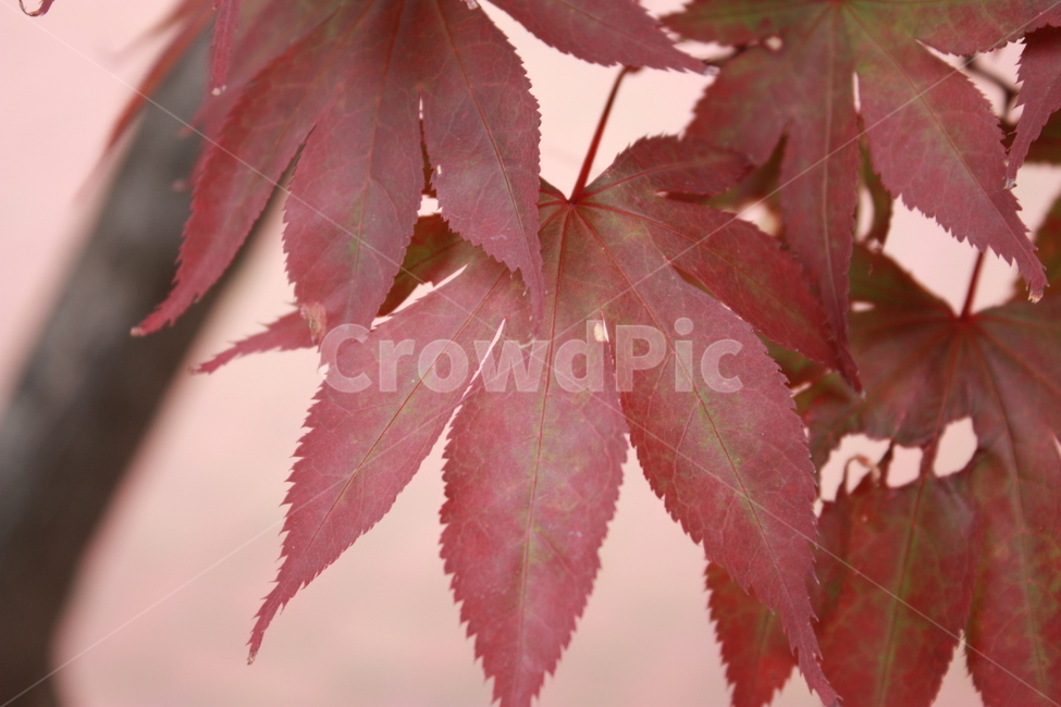나뭇잎,가을,fall,자연,붉은색