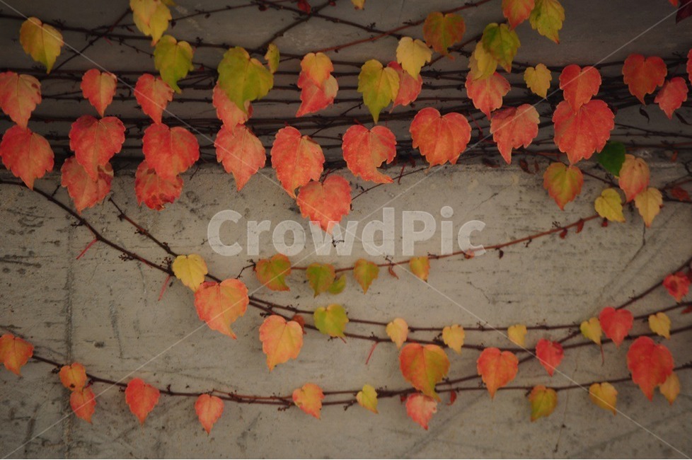 담쟁이,가을색,담쟁이넝쿨,야생,넝쿨,가을,계절,fall,autumn,season,leaf,잎,plant,식물,tree,나무
