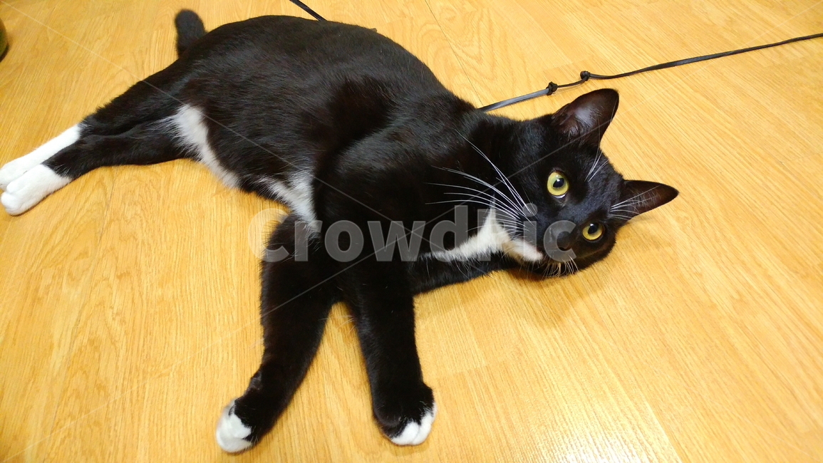 고양이,검정고양이,펫,블랙앤화이트,집고양이,집냥이,냥이,애완동물,동물,animal,포유류,mammal,고양이,cat,kitten,kitty