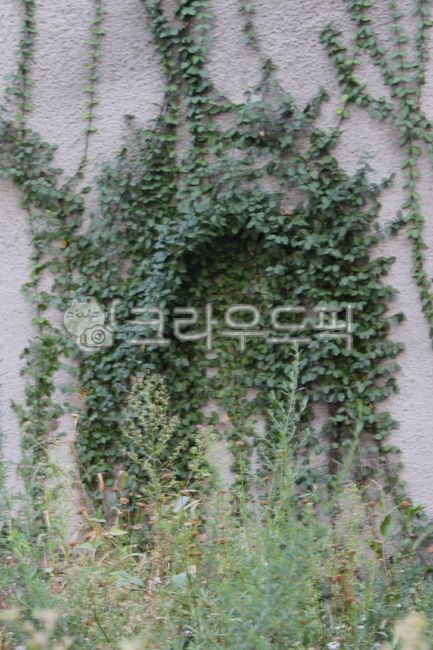 비밀의문,담쟁이덩쿨,식물,plant,벽