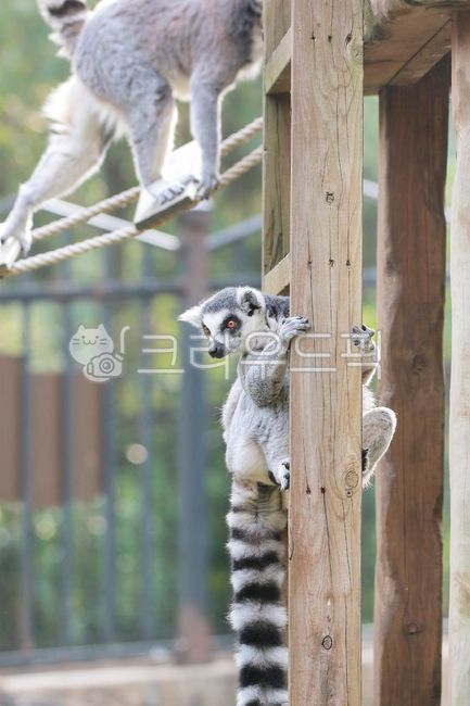 animal,동물,wildlife,야생동물,알락꼬리나무원숭이,원숭이