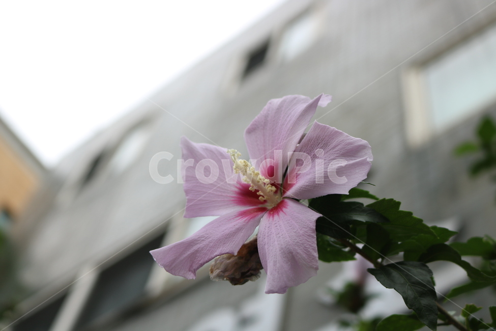 꽃,무궁화,식물,자연,flower,식물,자연,plants,nature,꽃,flower