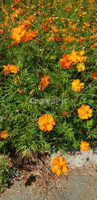 파종기,plant,식물,daisies,daisy,데이지,꽃,blossom,자연,주황색,힐링,휴식,식물,자연,plants,nature,꽃,flower