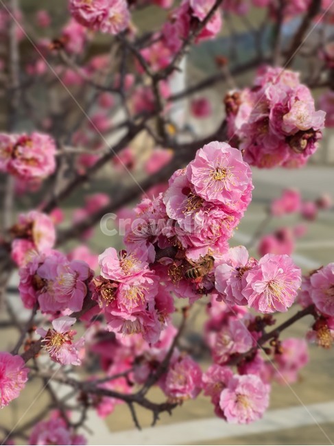 식물,plant,blossom,꽃,flower,분홍,봄
