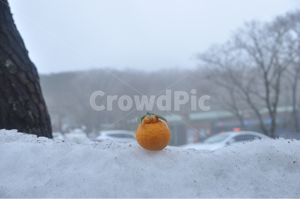 겨울,눈,한라봉,귤,과일,풍경,나무,과일사진,winter,snow,fruit,하얀배경,겨울,계절,winter,season,음식,식재료,요리,food,cook,meal,dishes,food reserves,과일,열매,fruit