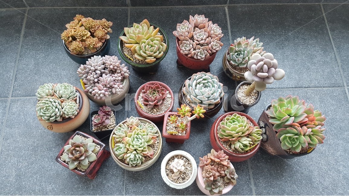다육,식물,풍경,화초,다육이,꽃,화분,식물,자연,plants,nature,실내용화초,화분,화초,house plant,인테리어,실내디자인,interior design