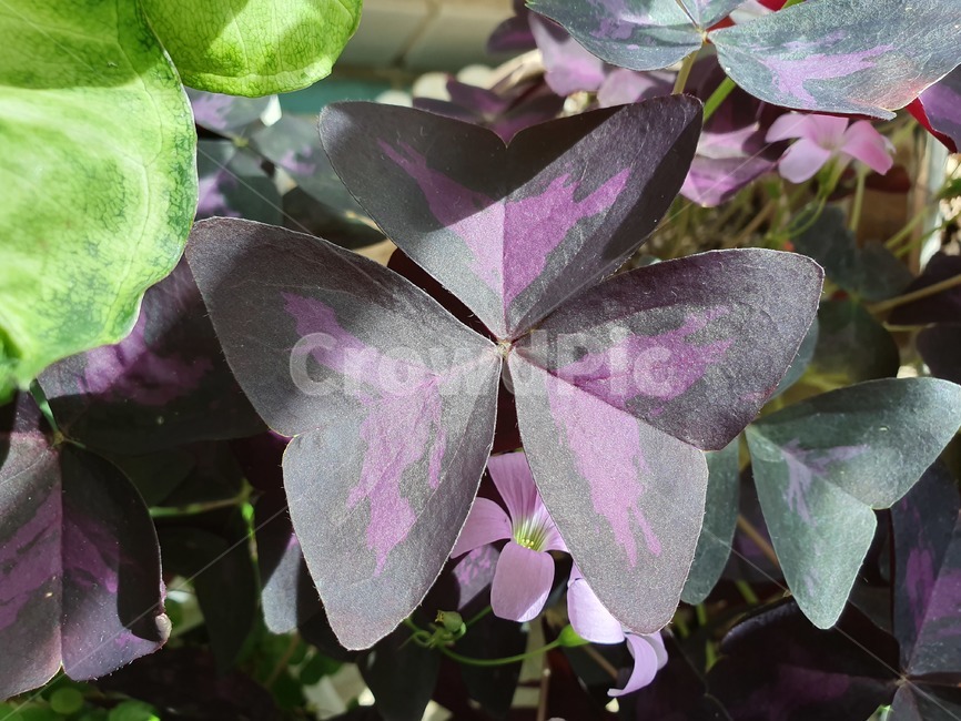 잎,식물,plant,사랑초,leaf