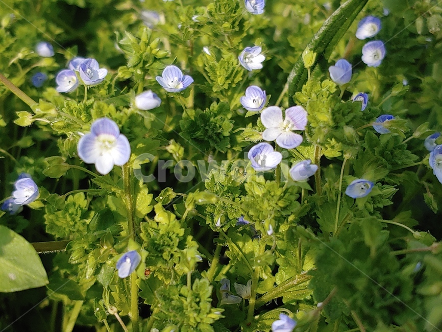 geranium,제라늄,식물,plant,꽃,blossom,flower,봄,새싹,들꽃