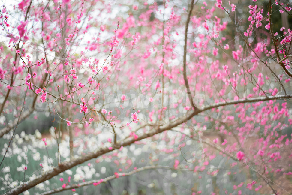 홍매화,매화나무,꽃,꽃나무,매화꽃,식물,자연,plants,nature,꽃,flower