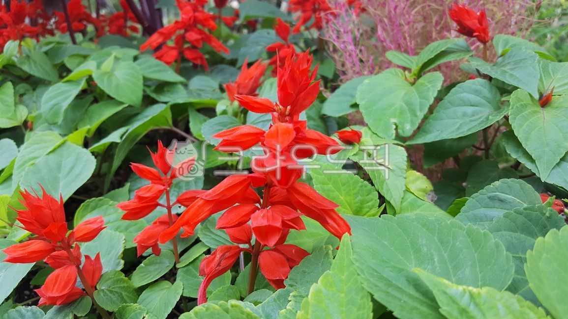 plant,Salvia,Selvier,red flower