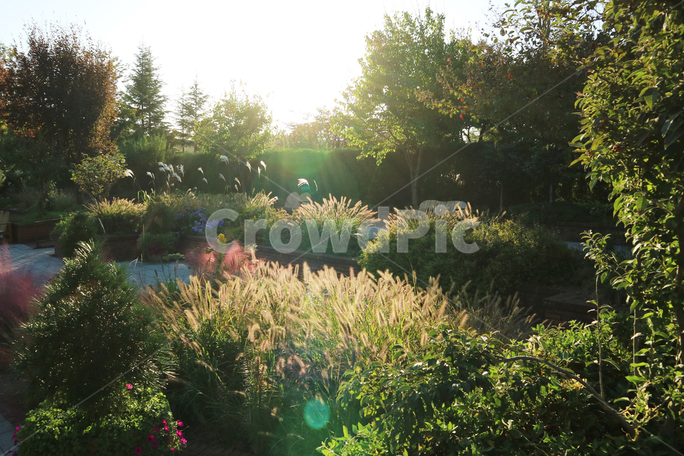 정원,자연,풀,나무,꽃,light,빛,flare,플레어,plant,식물,자연,풍경,nature,landscape
