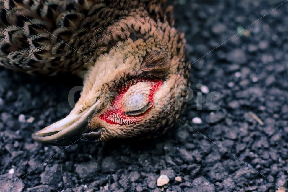 새,동물,자연,꿩,죽음,공포,두려움,조류,길,혐오,머리,nature,bird,animal,생명,목숨,두상,슬픔,느낌,기분,동물,animal,조류,새,birds,공포,호러,무서운,무서움,horror,terror,fear,연출,컨셉,콘셉,direction,concept