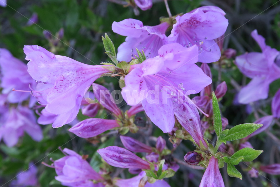 철쭉,황매산,합천,flower,꽃,식물,plants,분홍,보라빛,해질녘,꽃축제,예쁜,beautiful