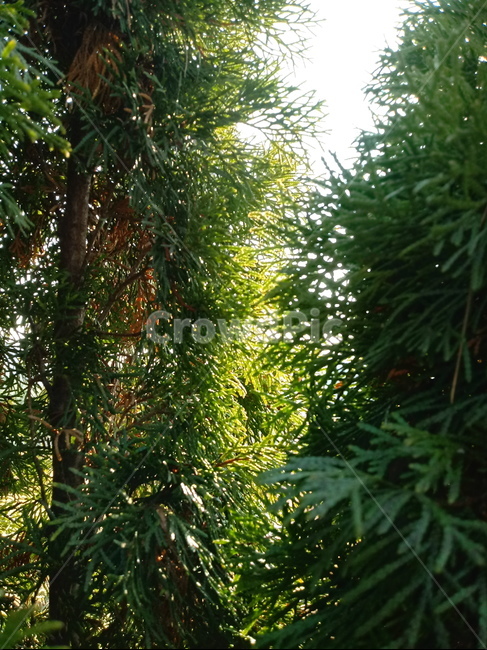나무,식물,tree,plant,측백나무,잎,줄기,식물,자연,plants,nature