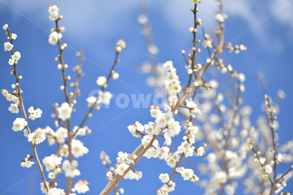 매화,하얀매화,하늘매화,봄,봄꽃,제주매화,봄,계절,spring,season,식물,자연,plants,nature,꽃,flower