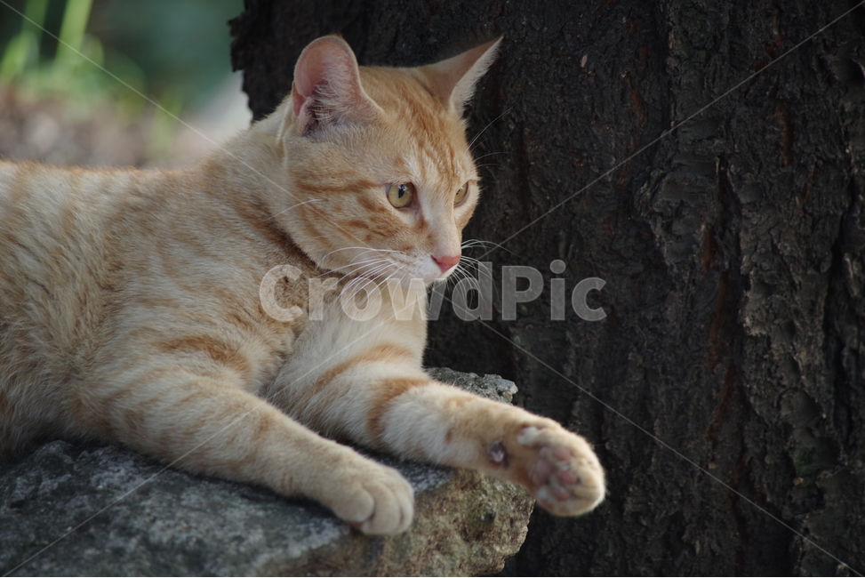 고양이,길냥이,cat,pet,애완동물,자연,배경,눈빛,대비,치즈,노란색,태비,yellow,tabby,tabbycat,streetcat,동물,animal,포유류,mammal,고양이,cat,kitten,kitty