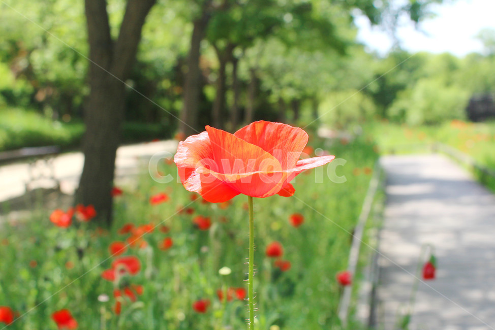 양귀비,꽃,자연,빨강,감성사진,red,flower