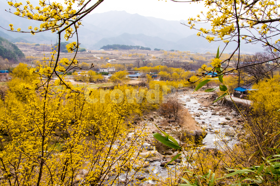 구례,산수유,봄,꽃,아름다운,풍경,봄,계절,spring,season,자연,풍경,nature,landscape,한국자연풍경,한국자연경관,korea nature landscape,시골,마을,country,rural,town,ground,바닥,plant,식물