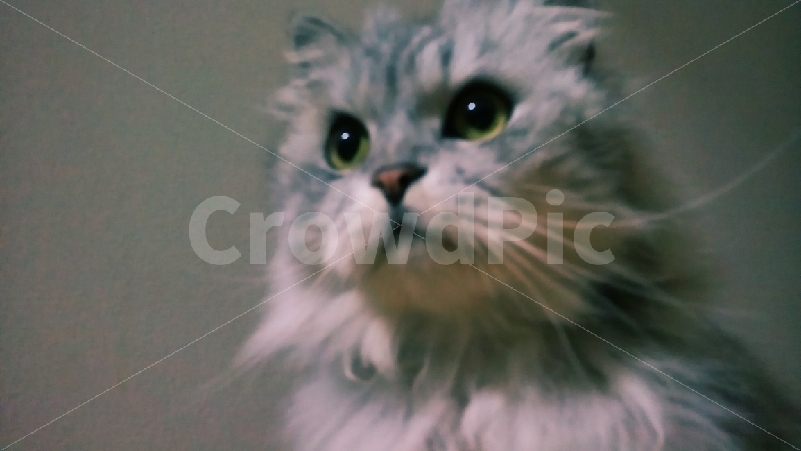 고양이,애완동물,동물,반려묘,털,눈,얼굴,감성,감성사진,흐린사진,페르시안,회색,동물,animal,포유류,mammal,고양이,cat,kitten,kitty