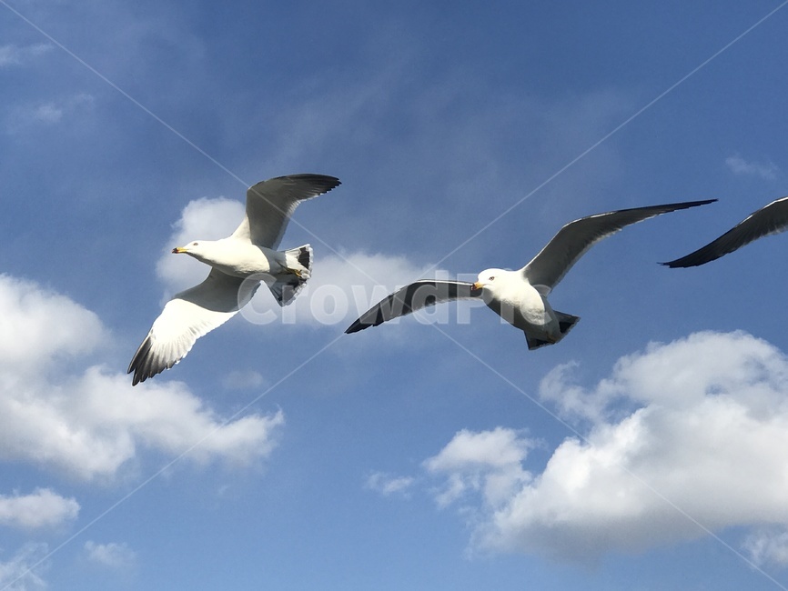 새,하늘,갈매기,구름,자유,바람,동물,animal,조류,새,birds
