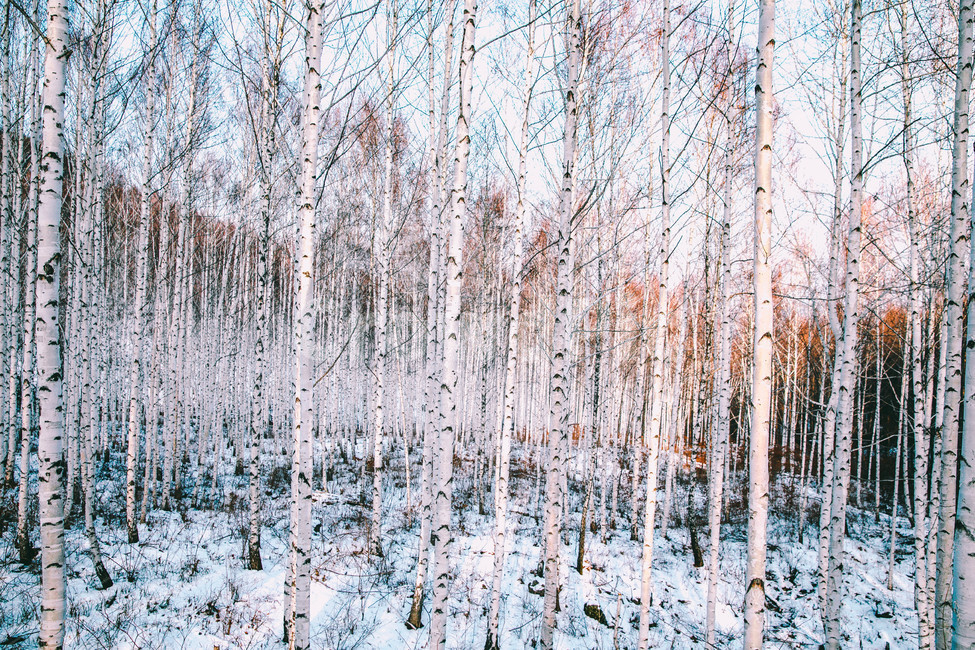 설경,눈풍경,자작나무숲,인제,자작나무,풍경,풍경사진,여행사진,여행,자연,nature,landscape,식물,plants,나무,trees,wood,흑백,모노톤,monochrome,blackandwhite,감성,한국자연풍경,한국자연경관,koreanlandscape,눈꽃,원대리,배경,백그라운드,snow,겨울,계절,winter,season,자연,풍경,nature,landscape,식물,plants,나무,trees,wood,감성,sensible,feeling,tree,plant,outdoors,옥외,vegetation,초목,woodland,삼림지,forest,숲,land,땅