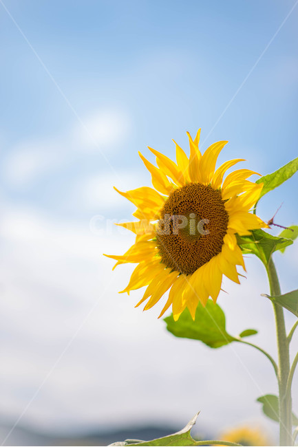해바라기,sunflower,꽃,꽃밭,노랑,노란색,yellow,green,초록색,하늘,구름,cloud,sky,blue,하늘색,초록,여름,summer