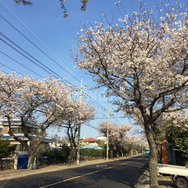 벚꽃,봄,제주,왕벚꽃,나무