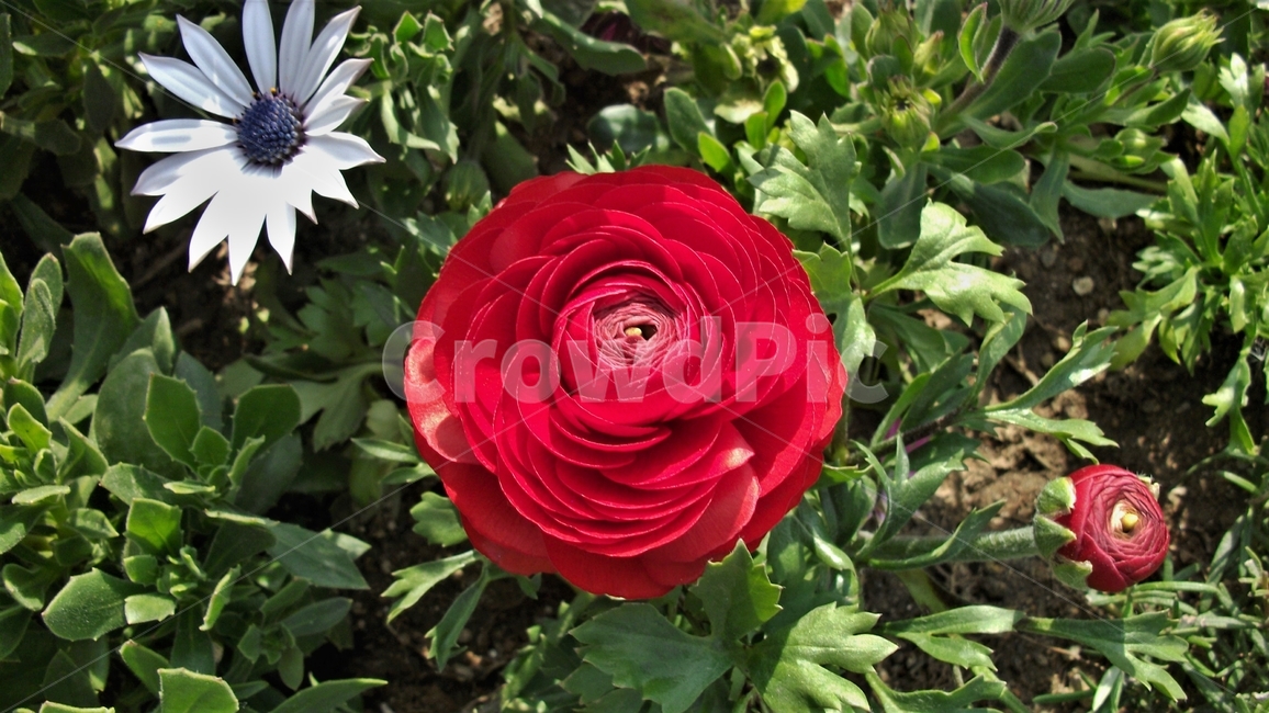 꽃,자연,식물,꽃잎,암술,수술,봄,spring,nature,bloom,petal,floral,scent,beautiful,plant,flower,식물,자연,plants,nature,꽃,flower