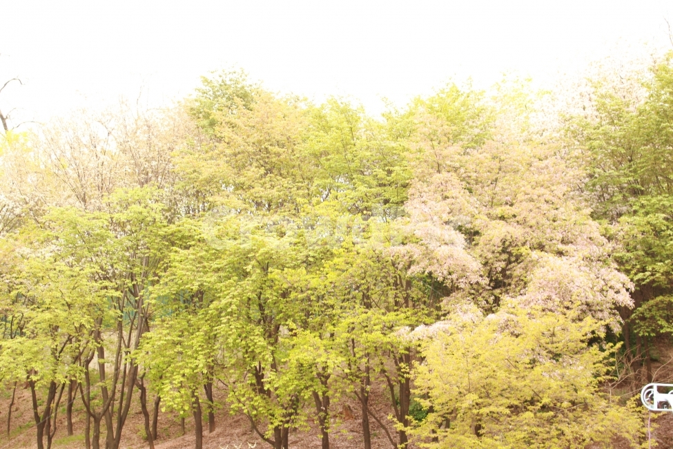 나무,자연,숲,식물,봄,자연,풍경,nature,landscape,한국자연풍경,한국자연경관,korea nature landscape,tree,plant,vegetation,초목