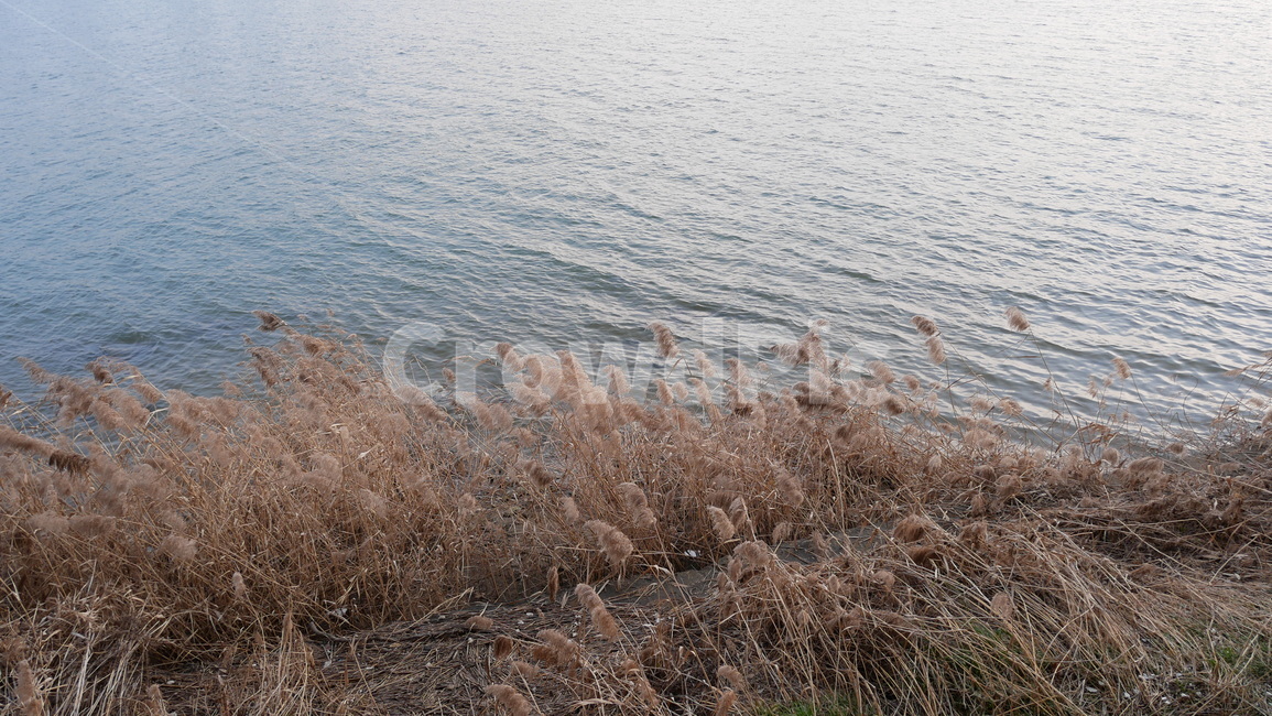 한강,서울,한강공원,물,잔디,마른잔디,식물,자연,plants,nature