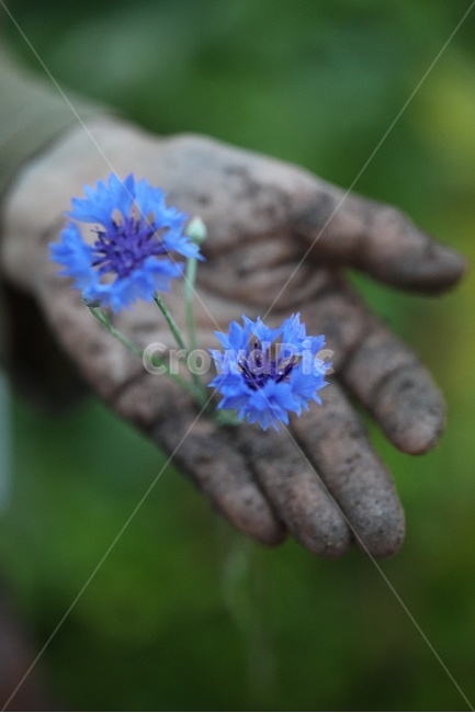 감성사진,사람,손,흙묻은손,어머니,어머님손,식물,자연,plants,nature,꽃,flower,사람,인물,인간,human,person,신체일부,몸,body