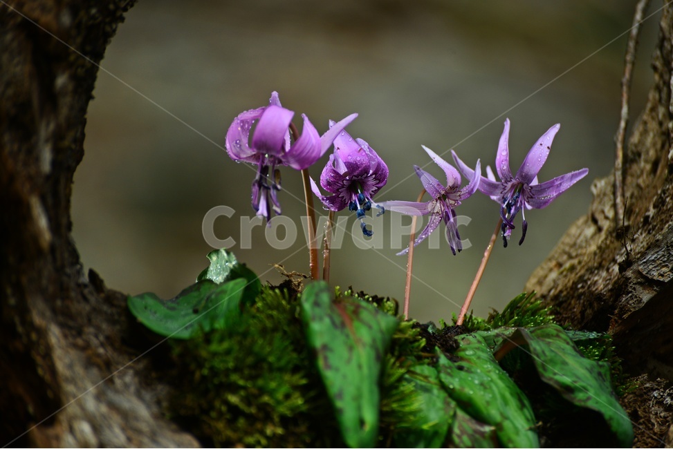 얼레지,꽃말질투,plant,식물,blossom,flower,꽃