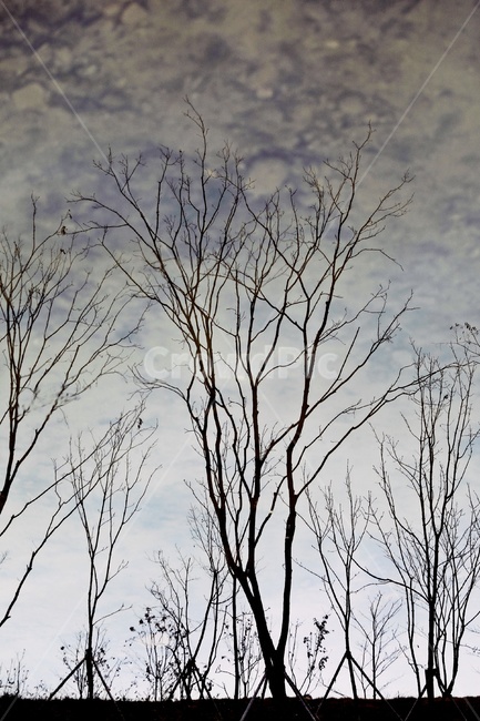 나무,반영,공원,tree,reflection,park,그림자,실루엣,나뭇가지,silhouette,식물,자연,plants,nature,나무,trees,wood