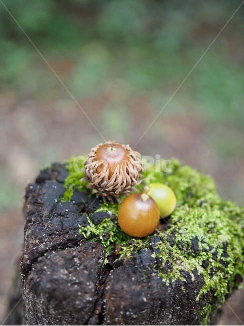 도토리,숲,녹색,배경,가을,자연,한국,이끼,acorn,forest,green,background,autumn,nature,korea,koreanacorn,moss,nut,너트,과일,열매,fruit