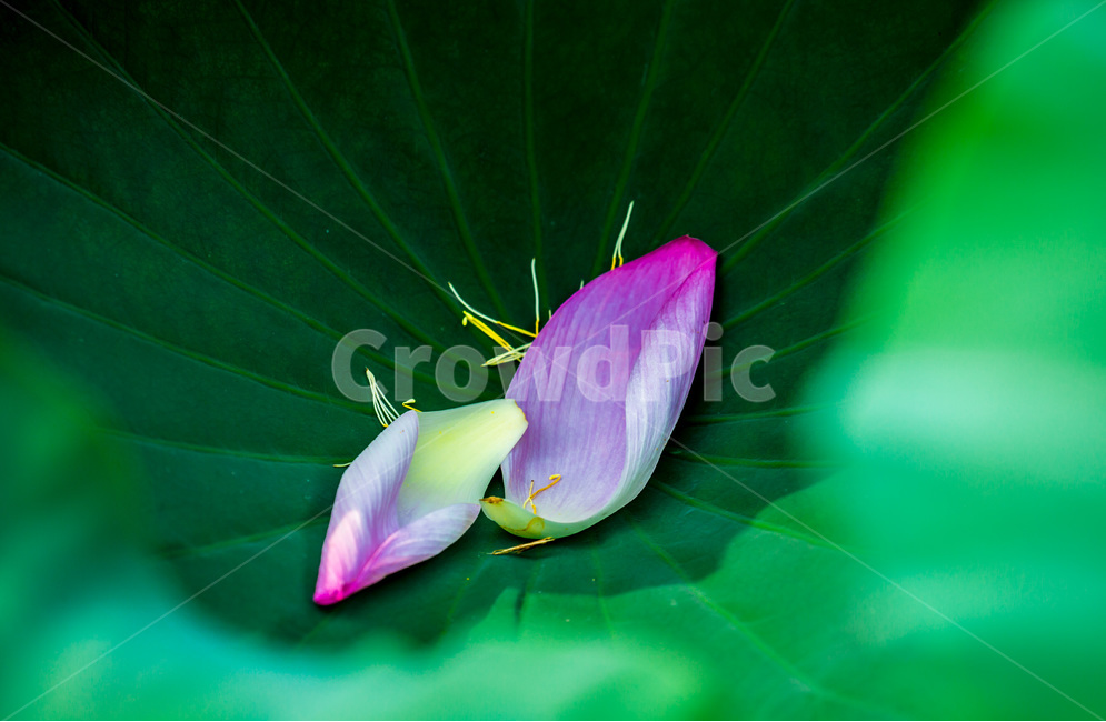 낙화,꽃잎,연잎,문양,무늬,패턴,식물,자연,plants,nature,꽃,flower