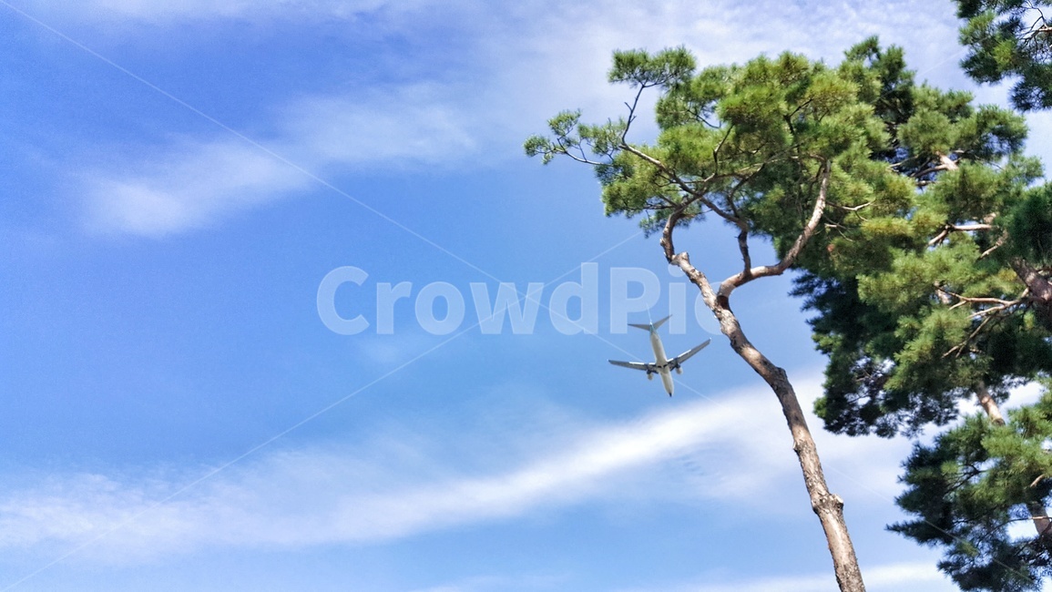 하늘,나무,구름,소나무,초록,자연,풍경,nature,landscape,푸른하늘,맑은하늘,파란,푸른,파랑,푸름,맑음,날씨,trees,wood,plants,식물,비행기