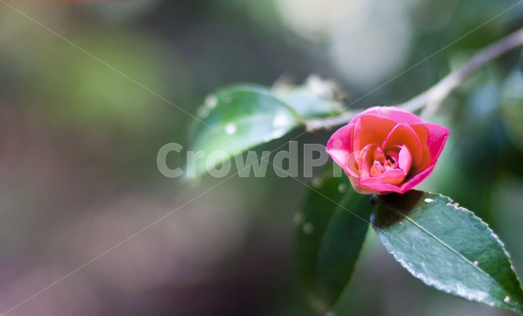 plant,blossom,식물,rose,장미,flower,꽃,식물,자연,plants,nature,꽃,flower