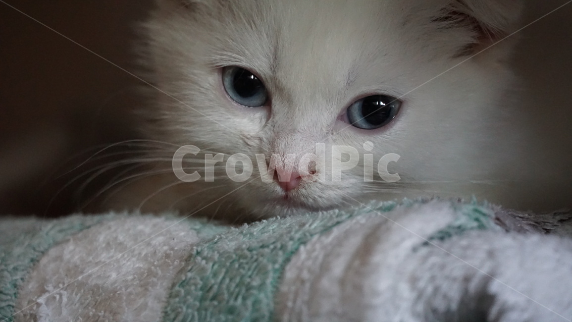 고양이,반려묘,반려동물,스코티시폴드,아깽이,하얀고양이,파란눈고양이,아기고양이,cat,kitten,scottishfold,말썽꾸러기,allie,동물,animal,포유류,mammal,고양이,cat,kitten,kitty